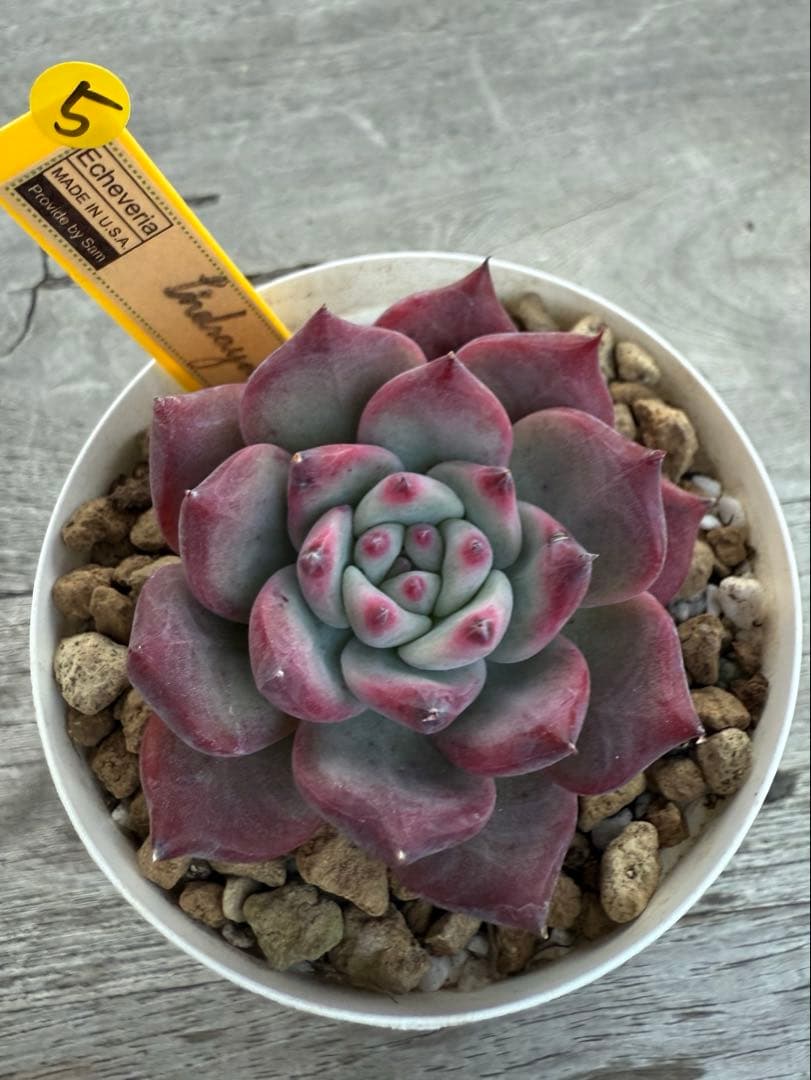 ラスト5 希少 リンゼアナNo.3 丸葉タイプ　カリフォルニア輸入