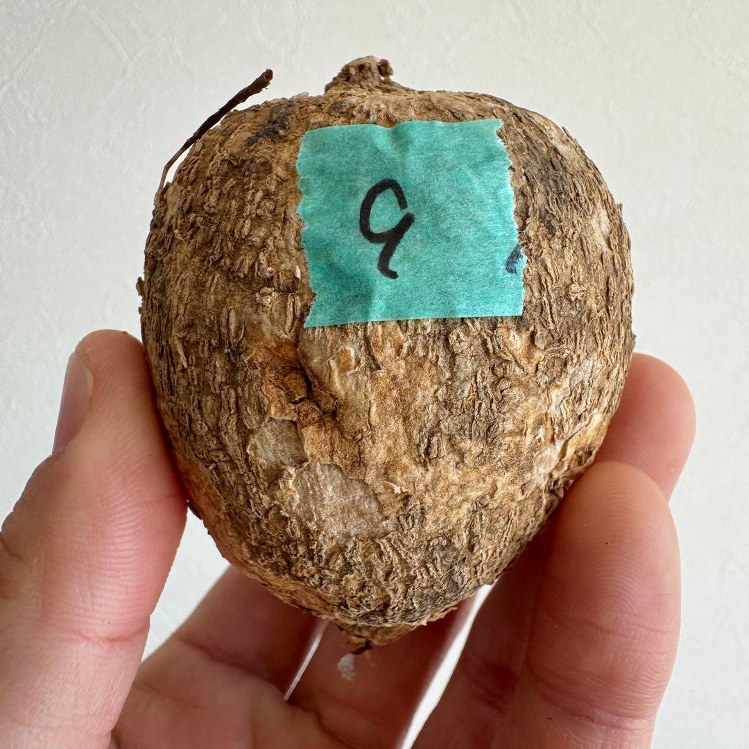 9.アデニア・オバタ 輸入直後新芽ありベアルート株　Adenia Ovata