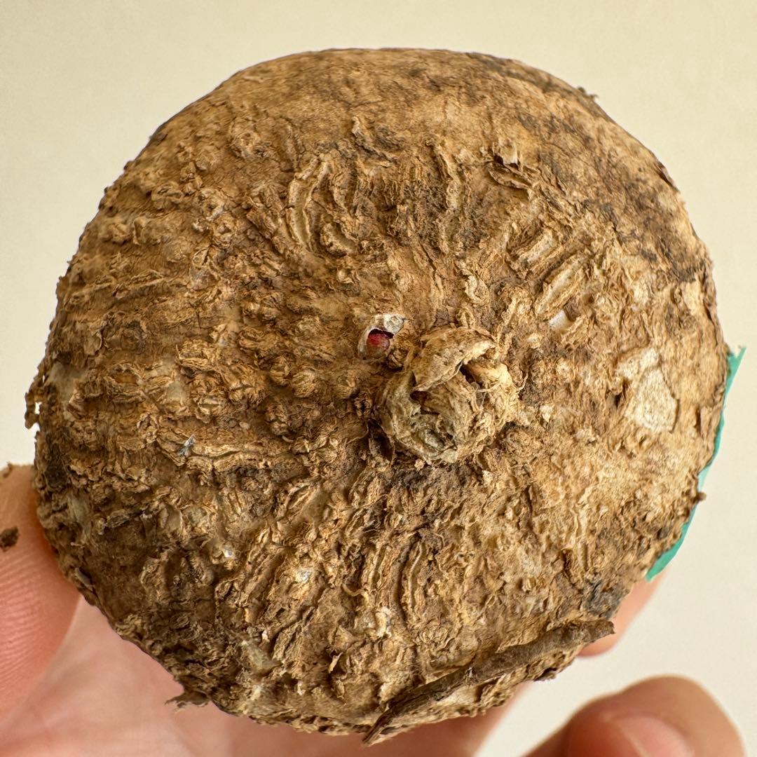 9.アデニア・オバタ 輸入直後新芽ありベアルート株　Adenia Ovata