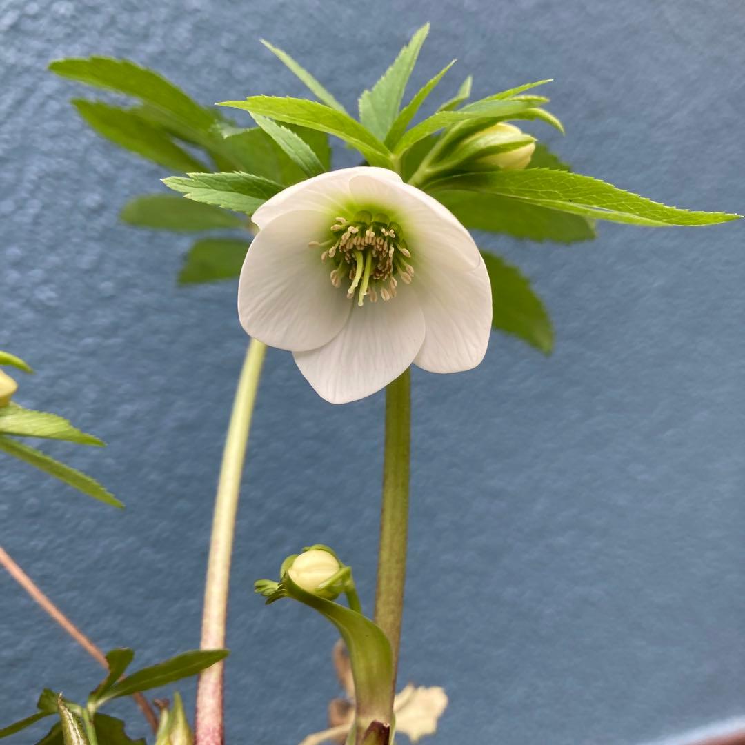 クリスマスローズ　極小輪多花シングル白　株分け前提