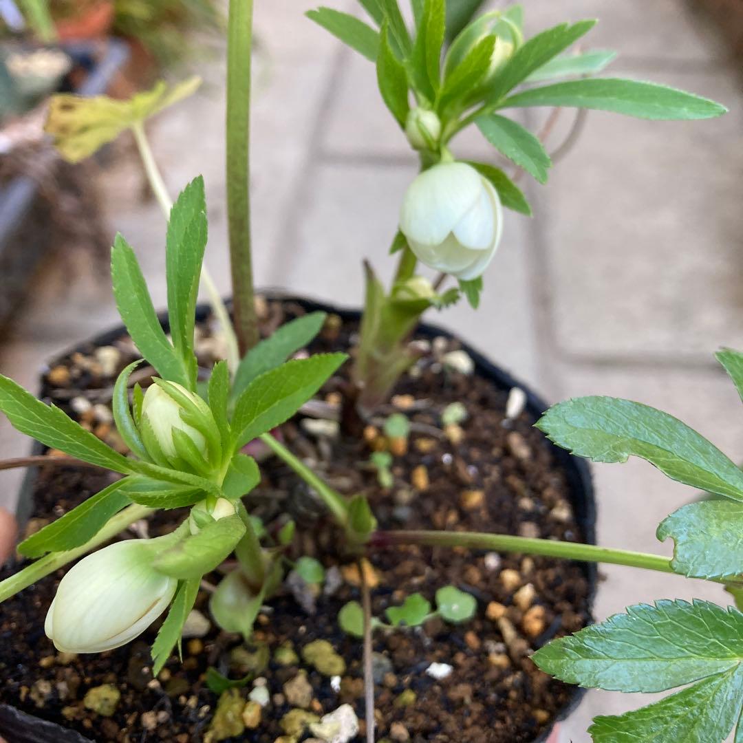 クリスマスローズ　極小輪多花シングル白　株分け前提