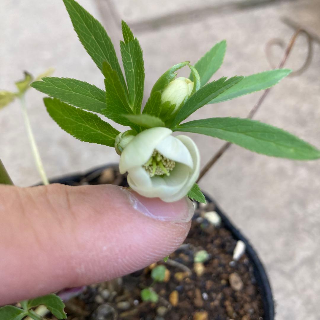 クリスマスローズ　極小輪多花シングル白　株分け前提