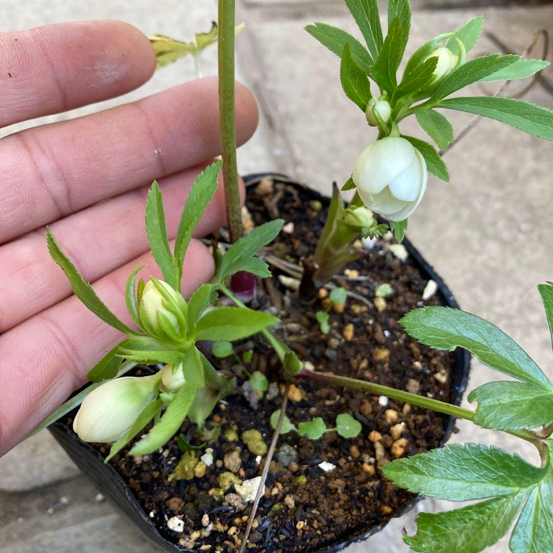 クリスマスローズ　極小輪多花シングル白　株分け前提