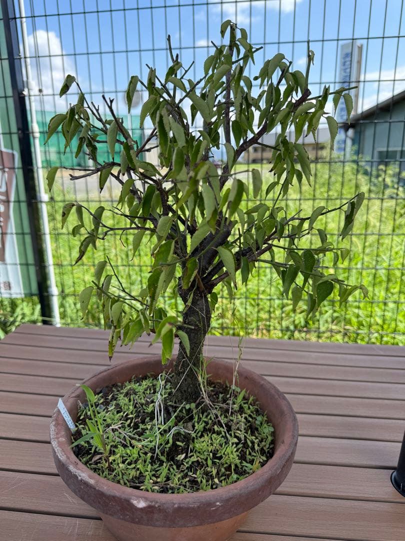 甲州野梅　白一重　鉢培養