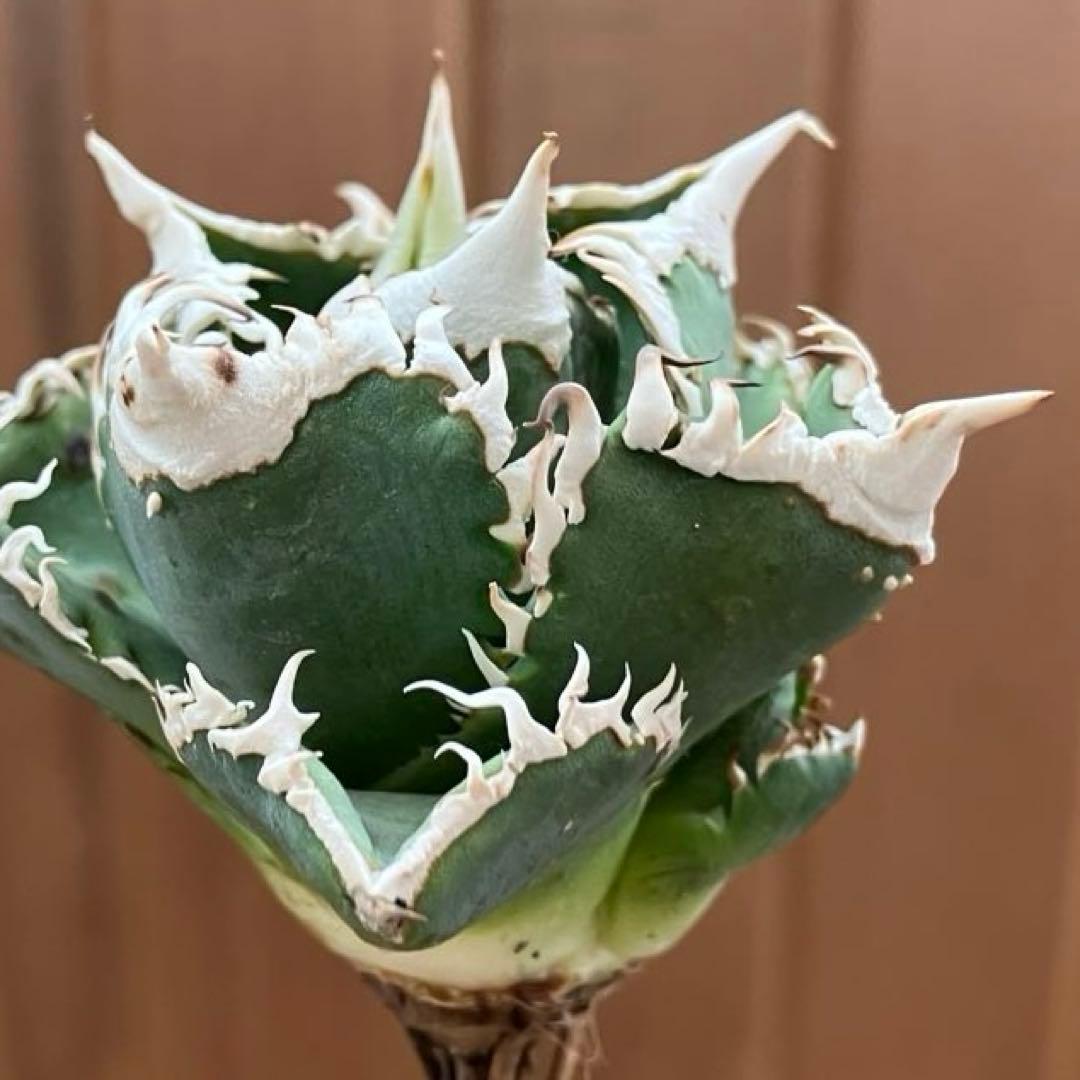 【初売り】64 超選抜　太棘　子株付き　コンパクト　アガベ　白豪刺TC 匿名配送