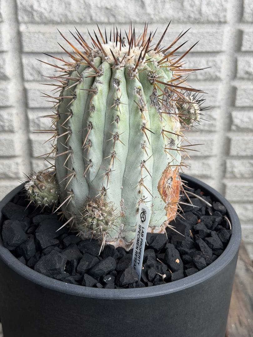 大きめコピアポアシネレア　国王丸