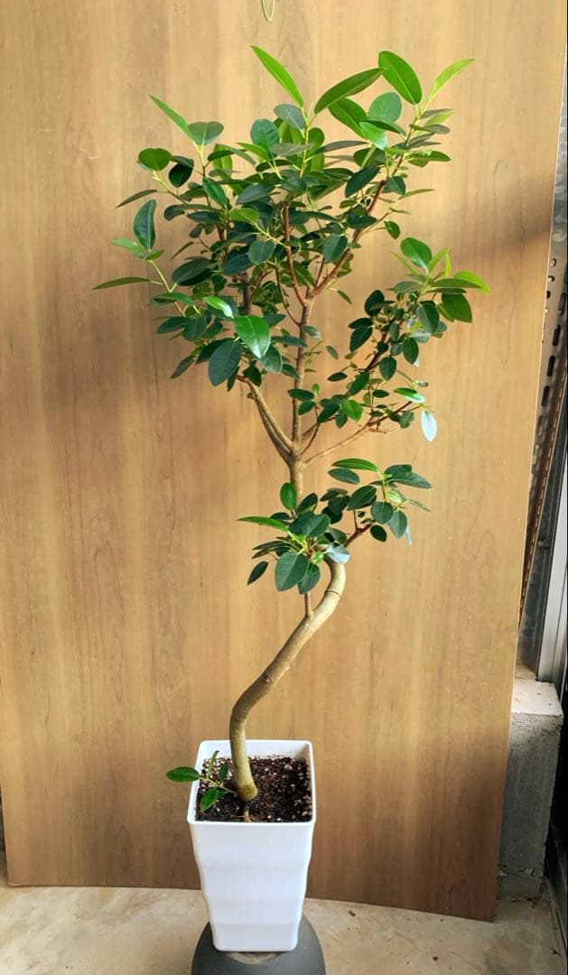 フランスゴム　リビングサイズ　高さ115ｃｍ