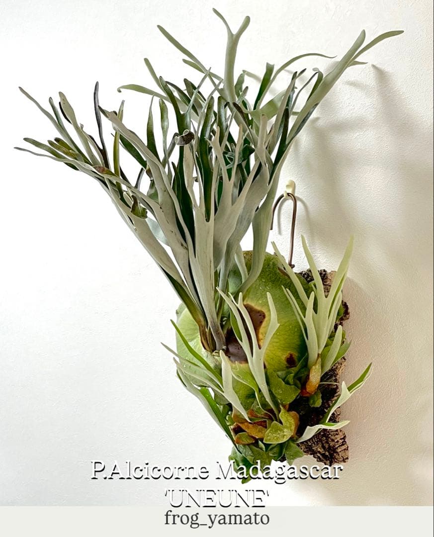 オリジナル ウネウネ UNEUNE alcicorne Madagascar