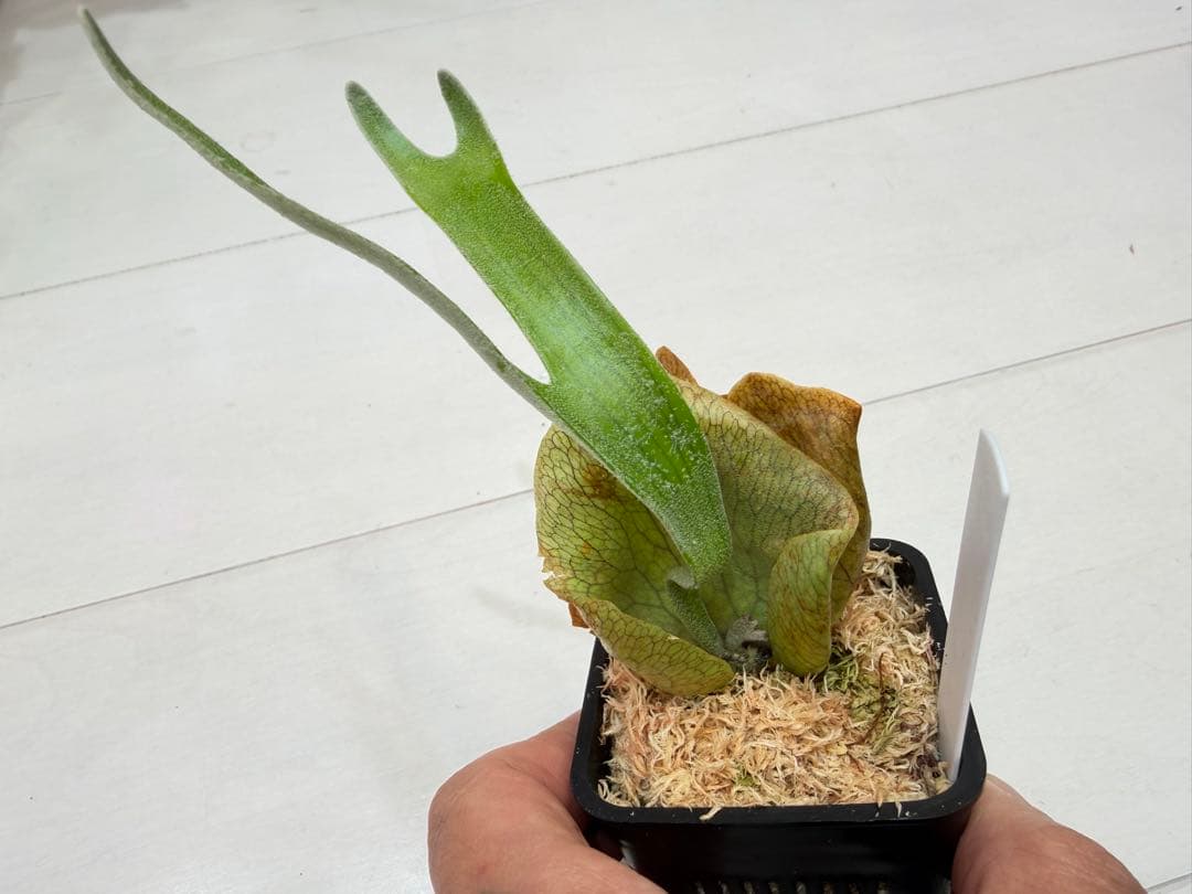 オリジナル ウネウネ UNEUNE alcicorne Madagascar