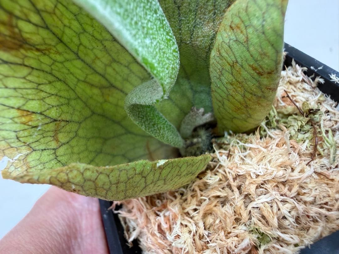 オリジナル ウネウネ UNEUNE alcicorne Madagascar