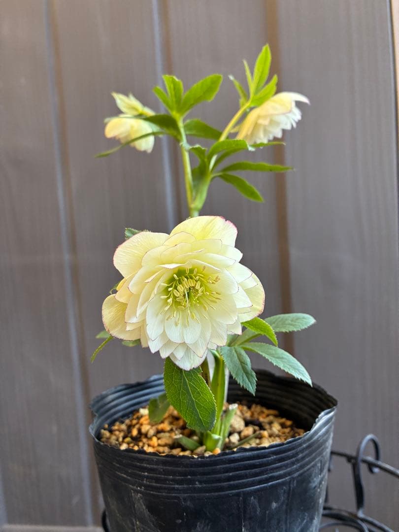 ♡加藤農園♡ホワイトピコティ