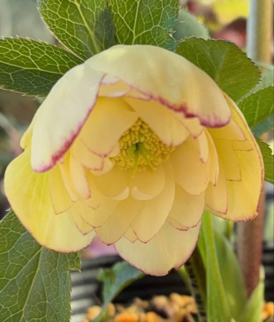 ♡加藤農園♡ホワイトピコティ