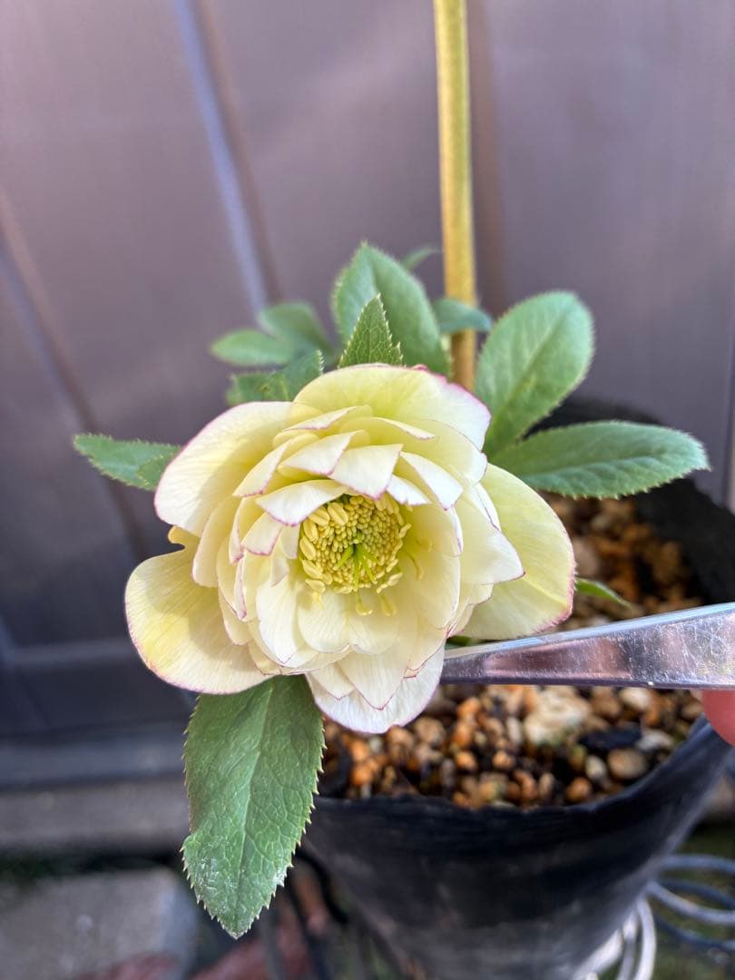 ♡加藤農園♡ホワイトピコティ