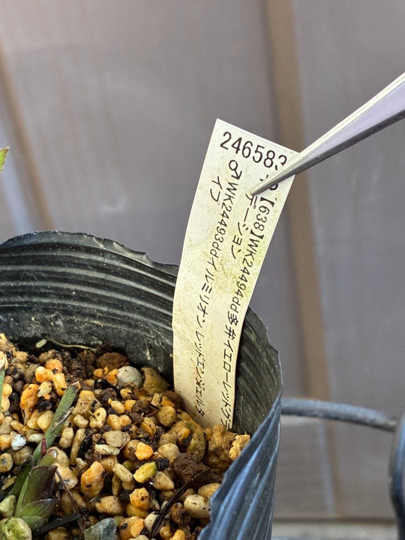 ♡加藤農園♡ホワイトピコティ