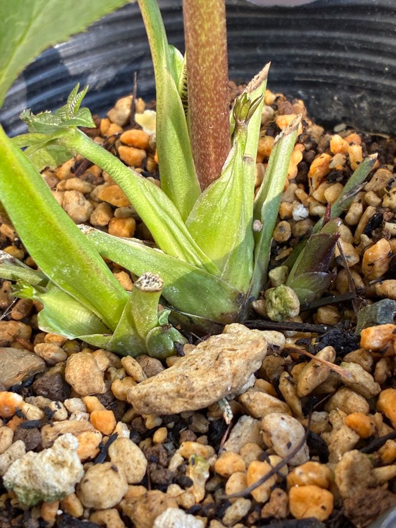 ♡加藤農園♡ホワイトピコティ