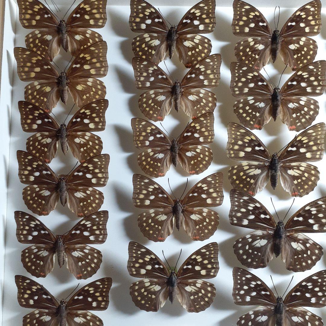 蝶標本　オオムラサキ　♂️♀60頭。大型ドイツ標本箱二箱入りセット