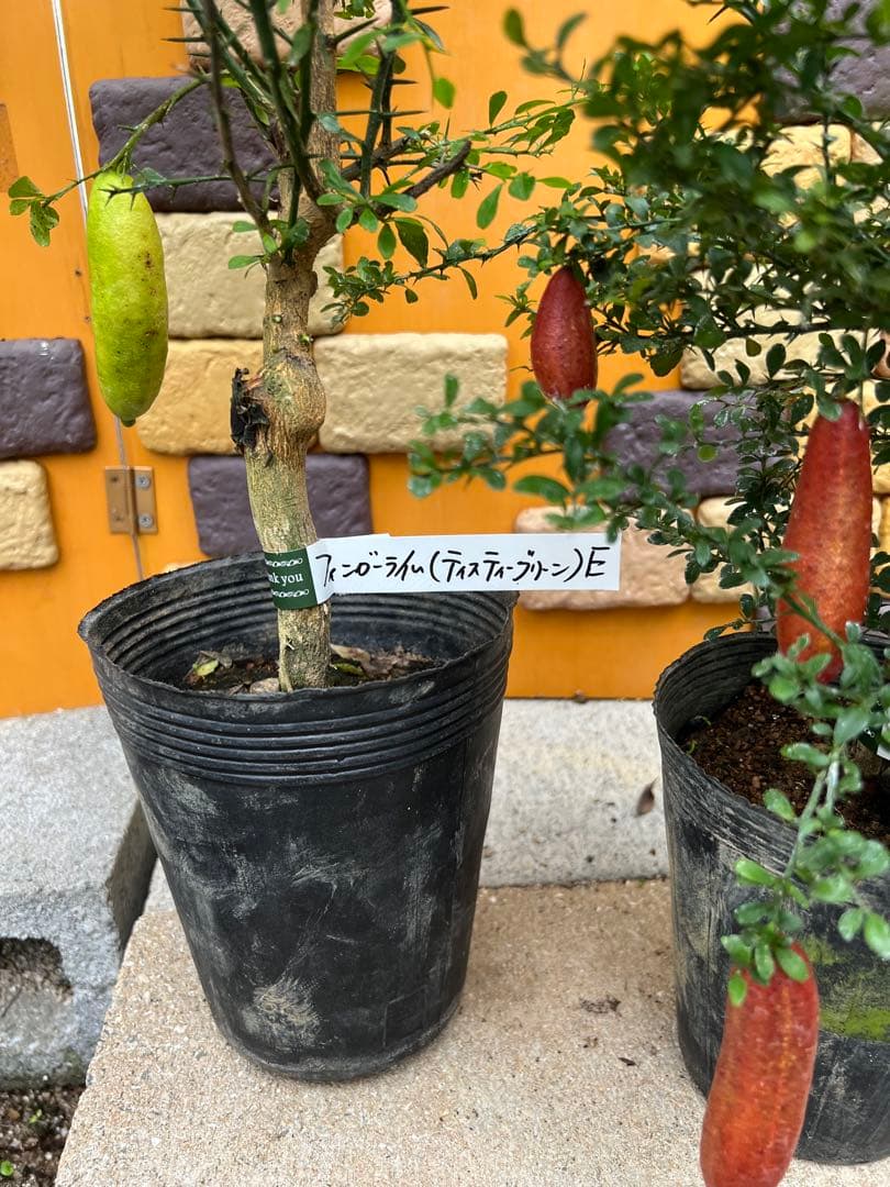 フィンガーライム２点セット　Ｅ