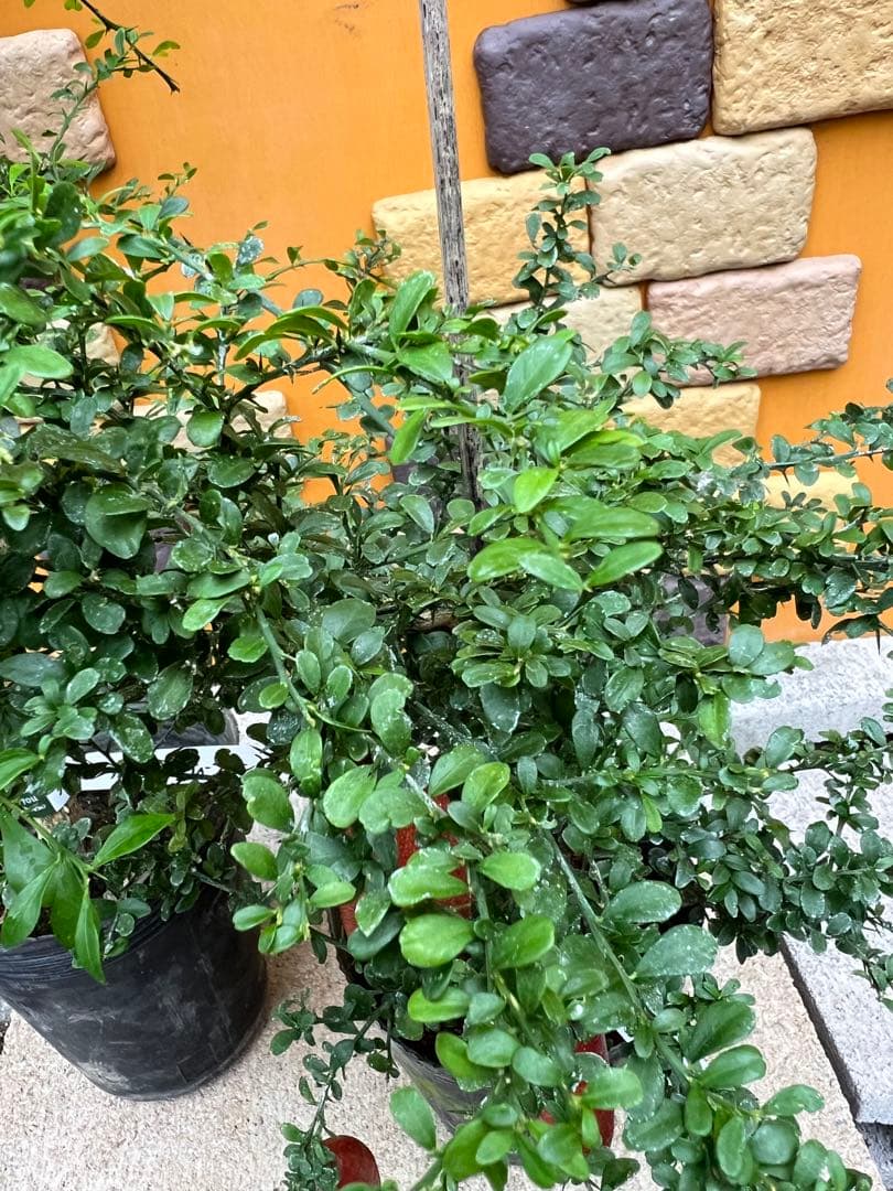 フィンガーライム２点セット　Ｅ