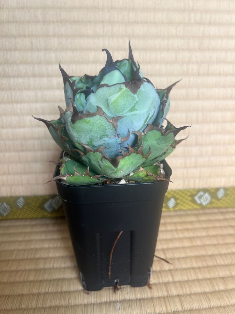 アガベ　チタノタ　ブラックアンドブルー15