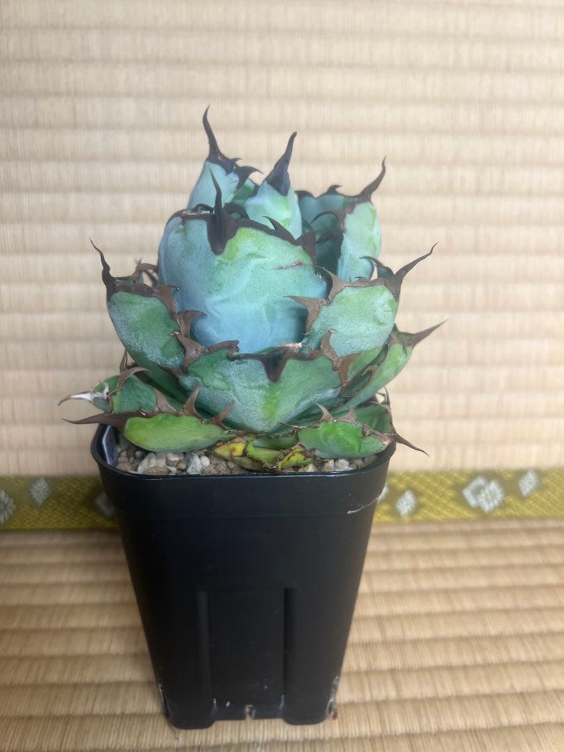 アガベ　チタノタ　ブラックアンドブルー15