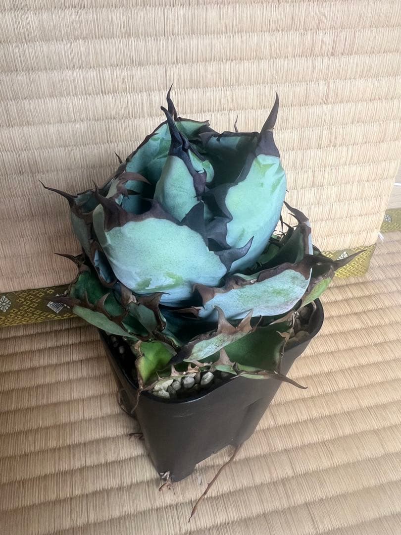 アガベ　チタノタ　ブラックアンドブルー15