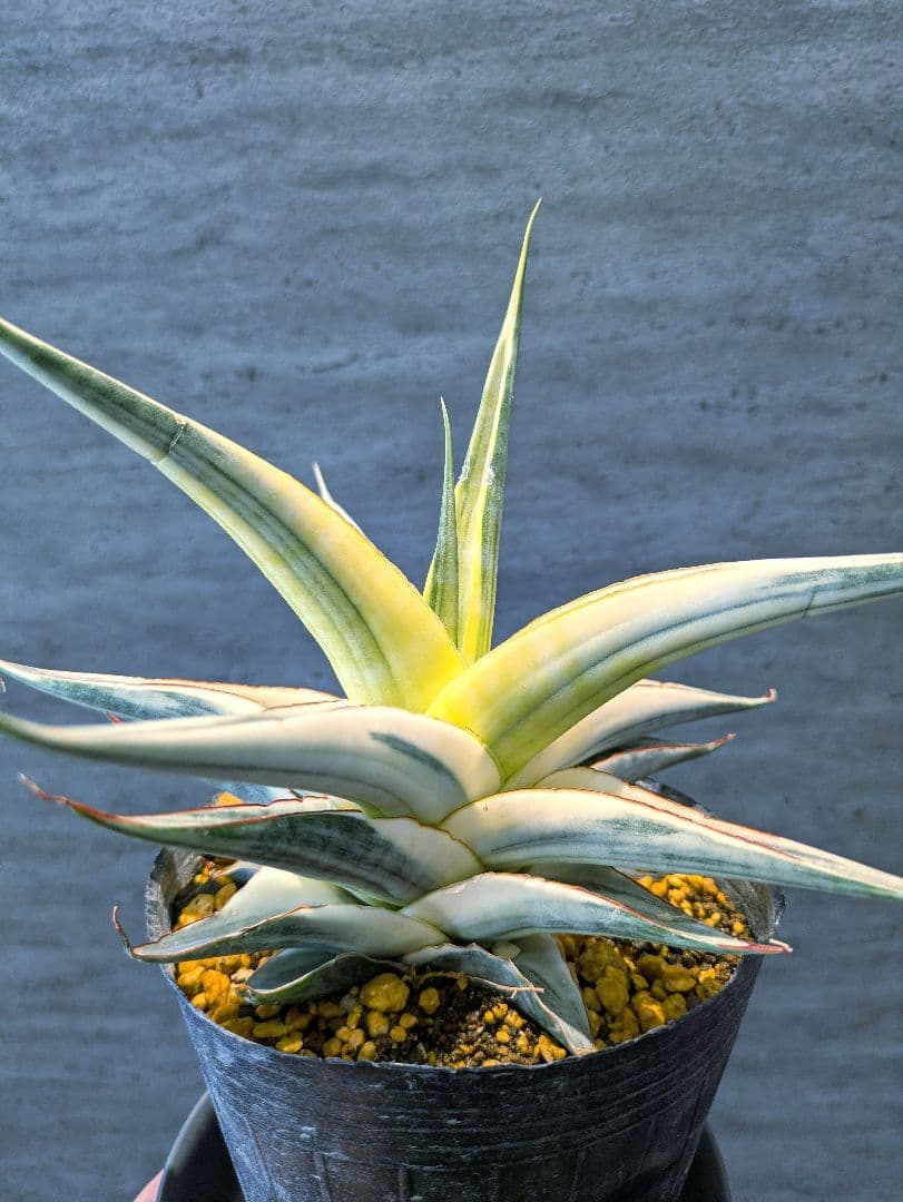 超希少 スノーホワイト 大株　サンスベリア　多肉植物　ロリダ　サボテン　アガベ