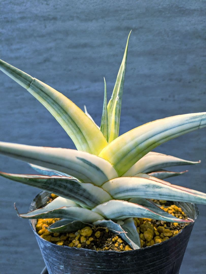 超希少 スノーホワイト 大株　サンスベリア　多肉植物　ロリダ　サボテン　アガベ