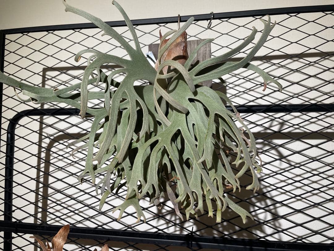 ビカクシダ　JGS 親株