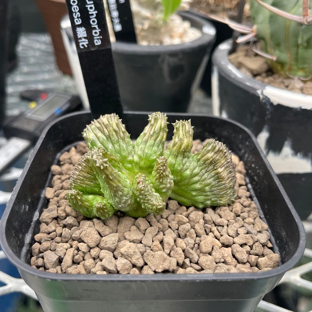 ユーフォルビア オベサ 綴化 90プレステラ