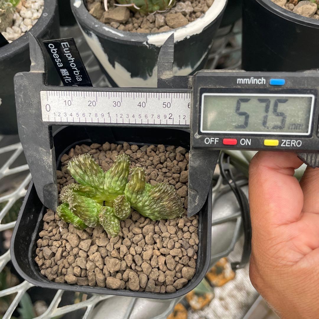 ユーフォルビア オベサ 綴化 90プレステラ