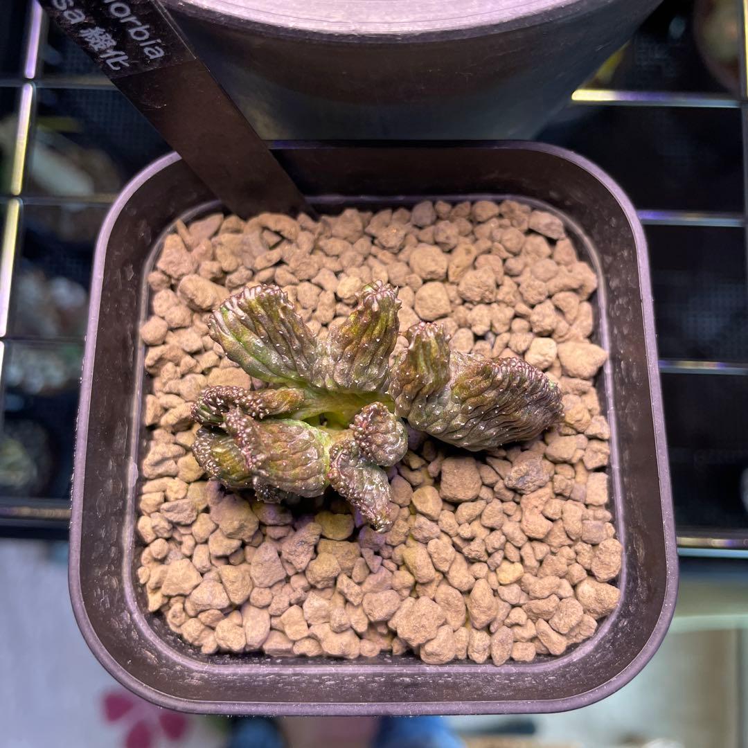 ユーフォルビア オベサ 綴化 90プレステラ