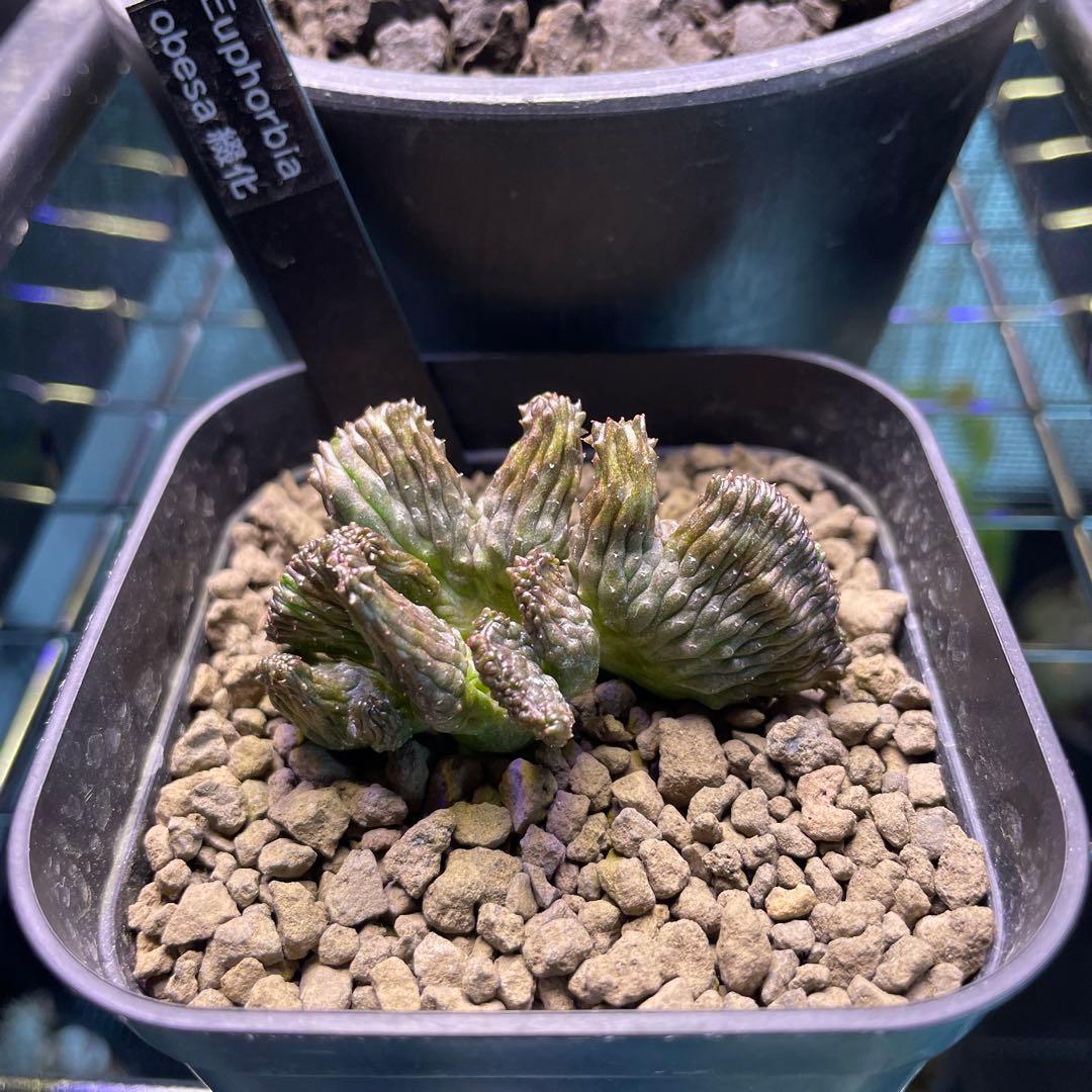 ユーフォルビア オベサ 綴化 90プレステラ