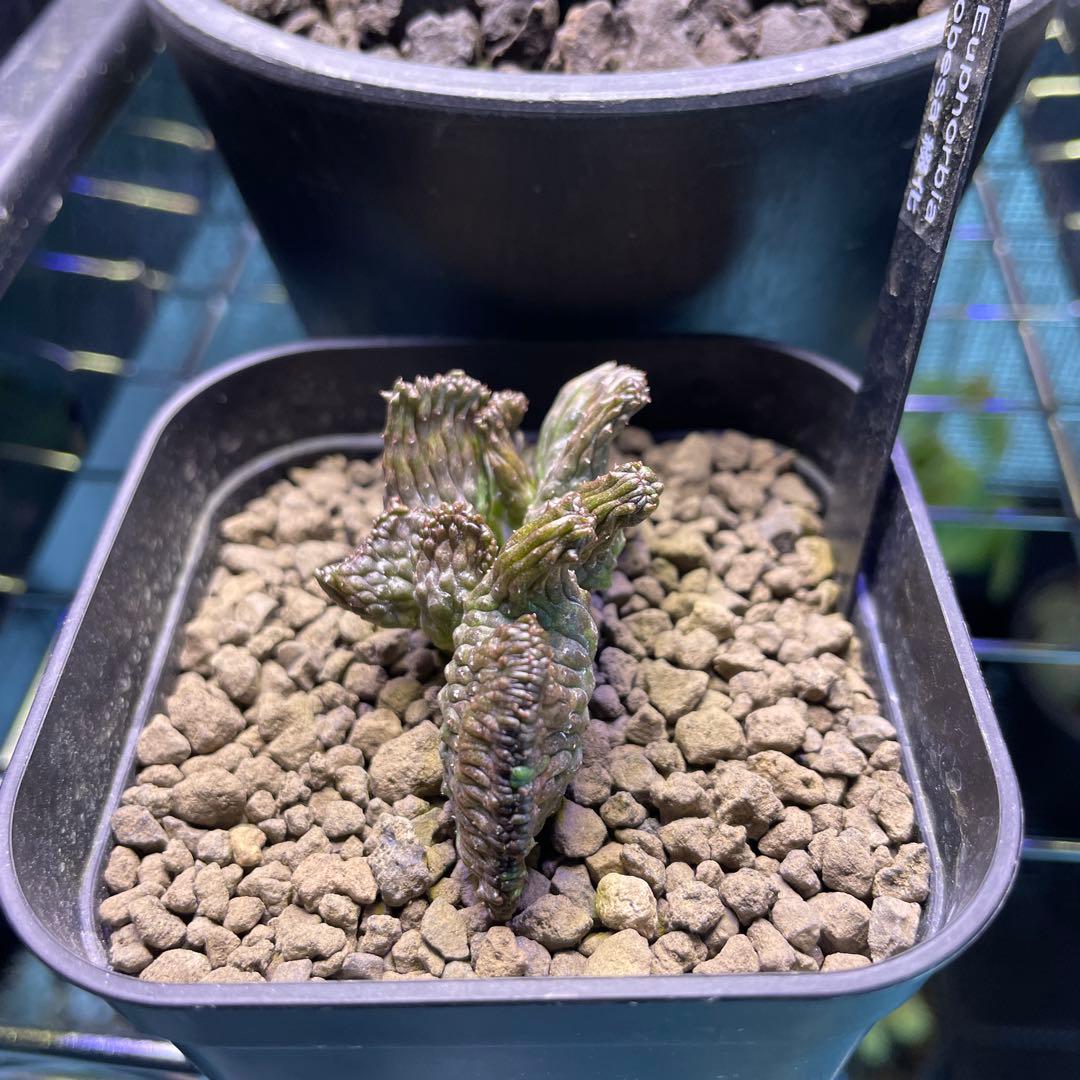 ユーフォルビア オベサ 綴化 90プレステラ