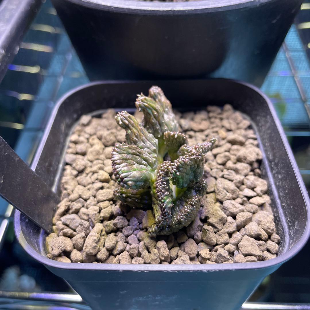 ユーフォルビア オベサ 綴化 90プレステラ