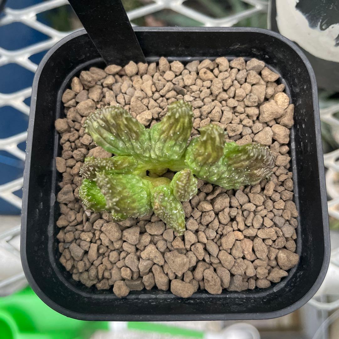 ユーフォルビア オベサ 綴化 90プレステラ