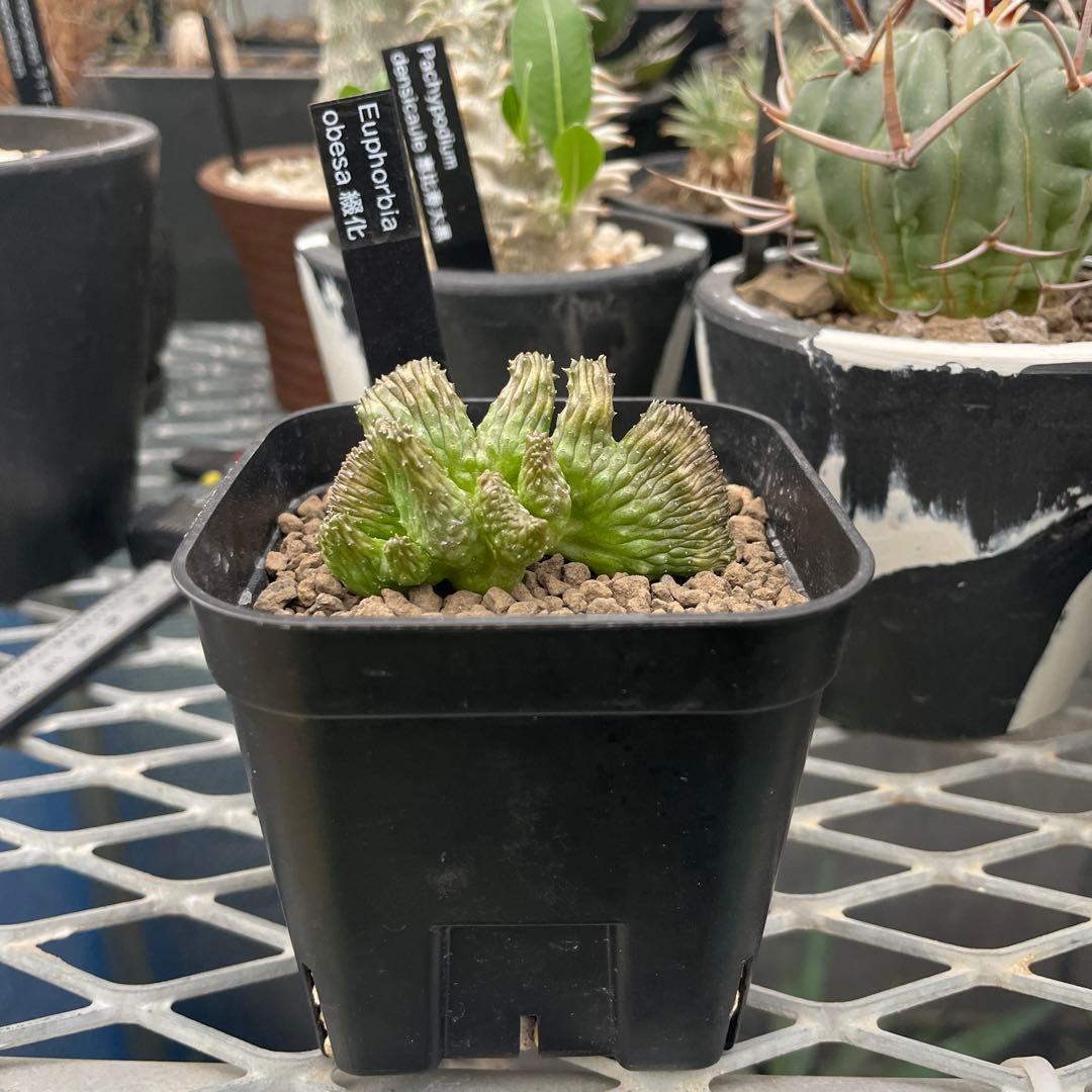 ユーフォルビア オベサ 綴化 90プレステラ