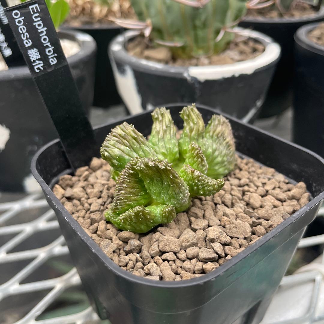 ユーフォルビア オベサ 綴化 90プレステラ