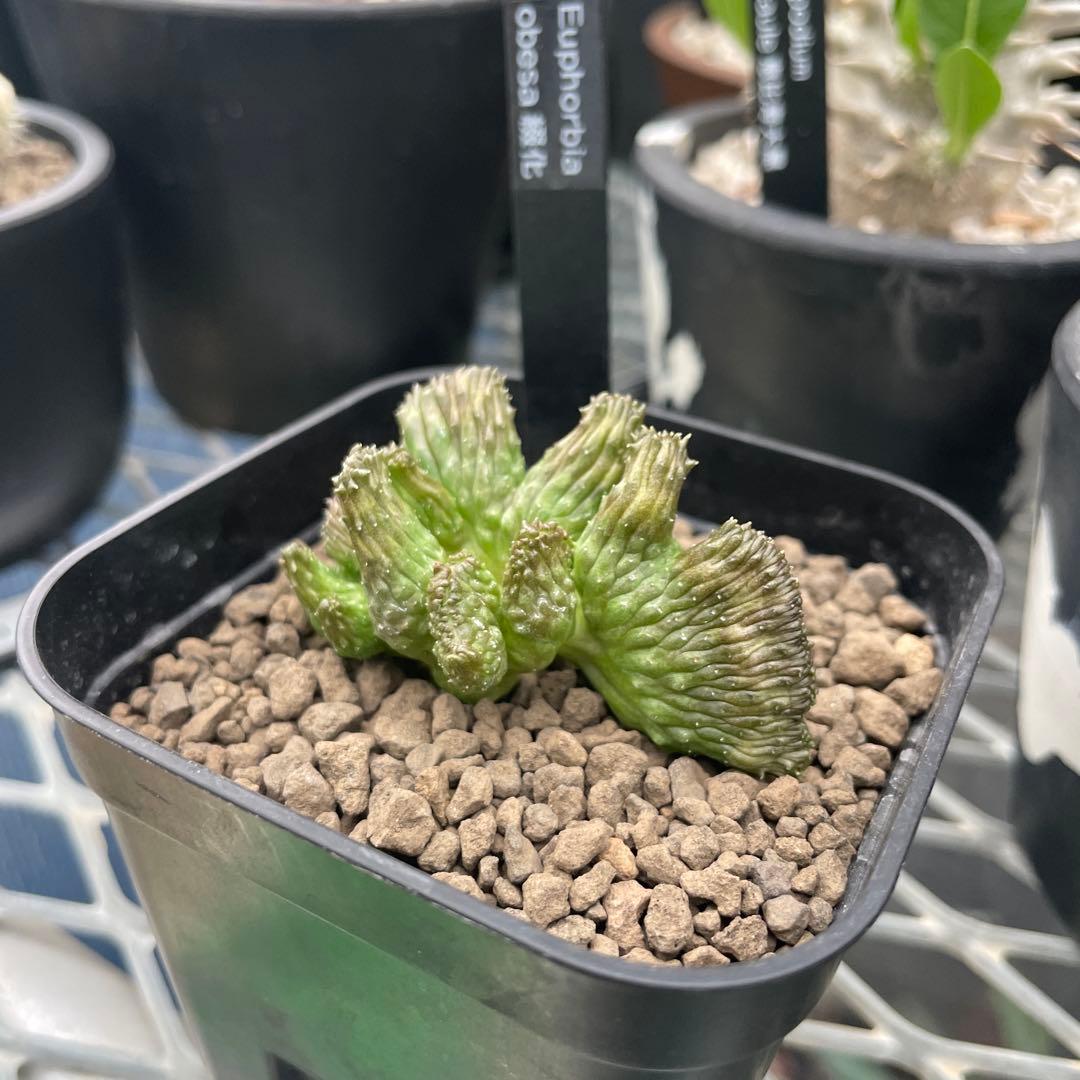 ユーフォルビア オベサ 綴化 90プレステラ