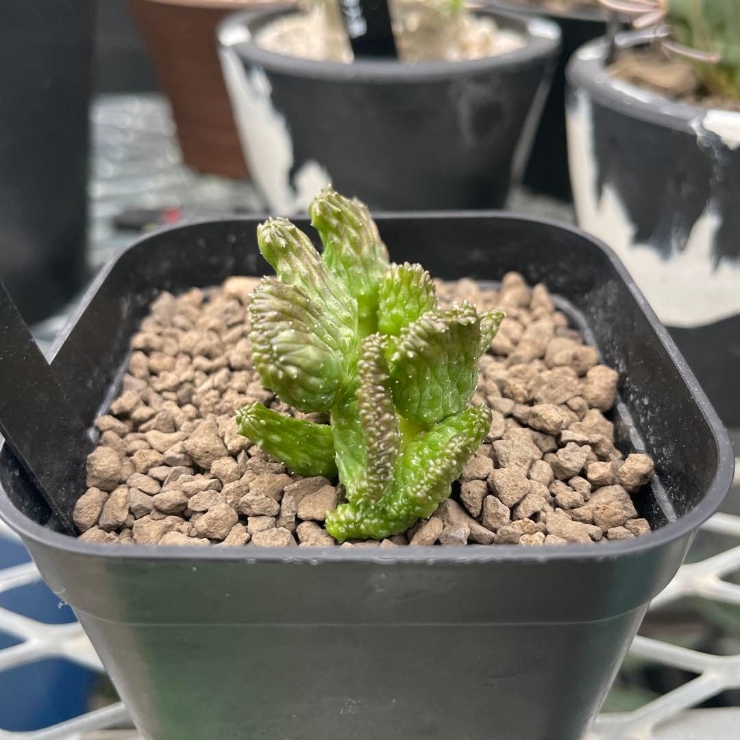 ユーフォルビア オベサ 綴化 90プレステラ