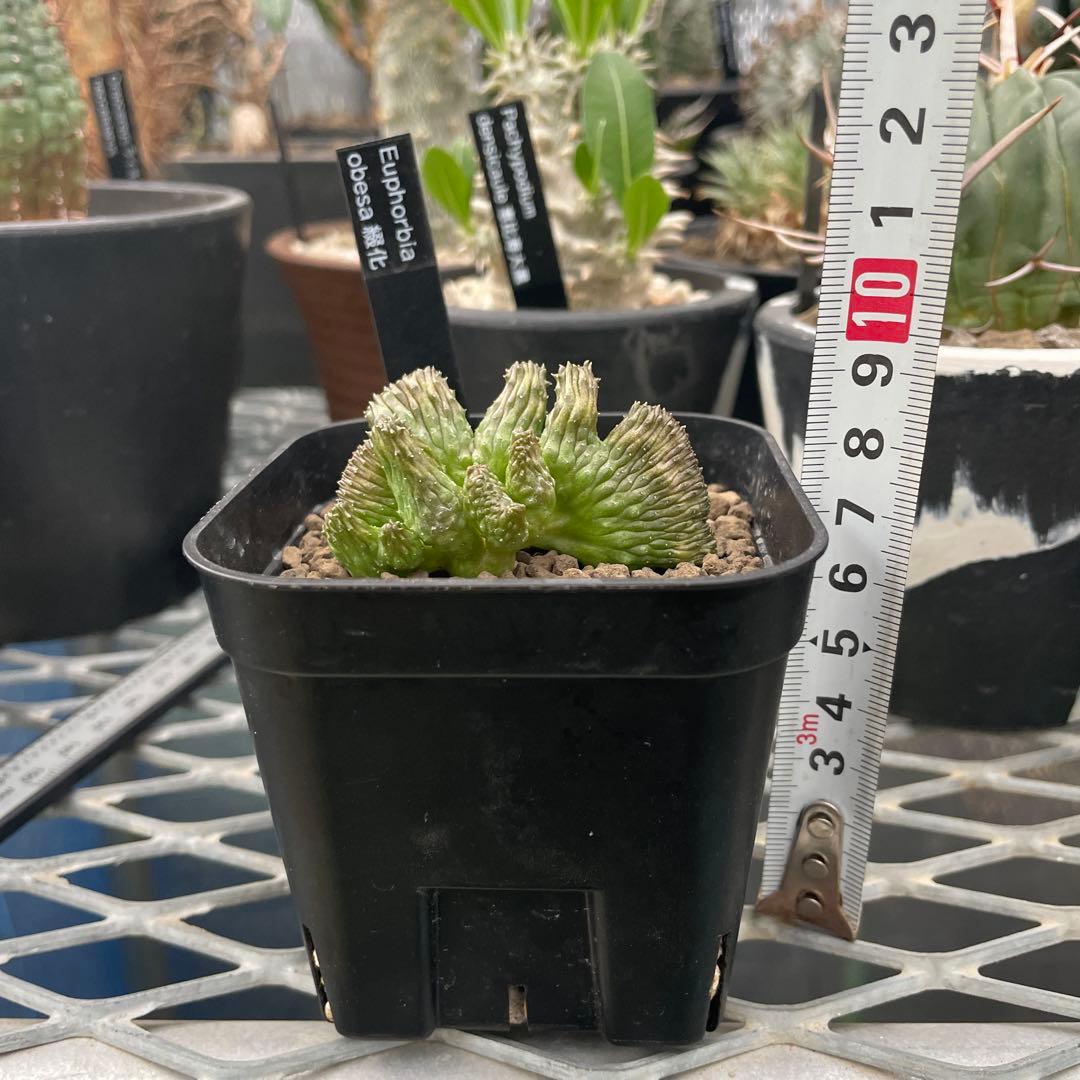 ユーフォルビア オベサ 綴化 90プレステラ