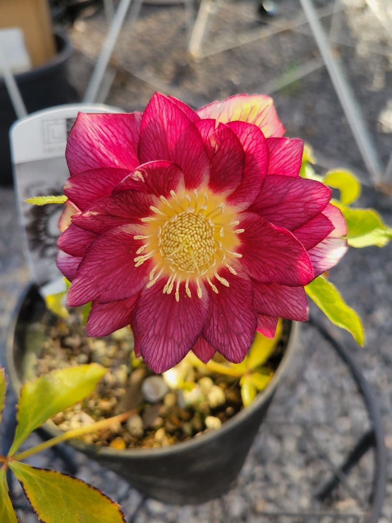 広瀬園芸　クリスマスローズ　レッドベインタブル