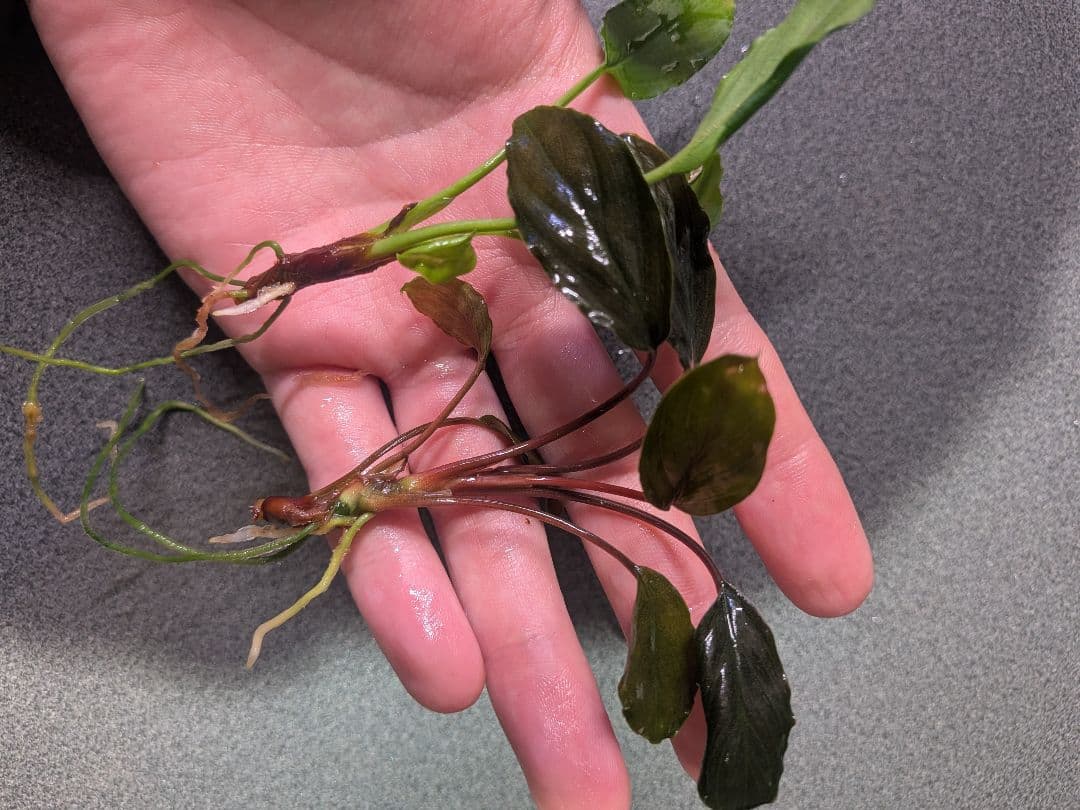 Homalomena aff. vitifolius 赤備 若蛙手