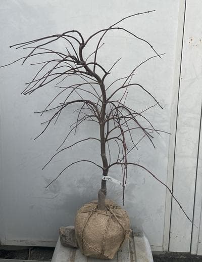 《現品》赤枝垂れ紅葉（アカシダレモミジ）樹高0.9ｍ（根鉢含まず）47【苗木】