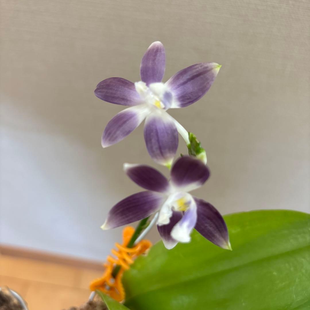 【開花優秀株=開花終了価格変更】胡蝶蘭原種　テトラピスコブラ’ウィルソン712’