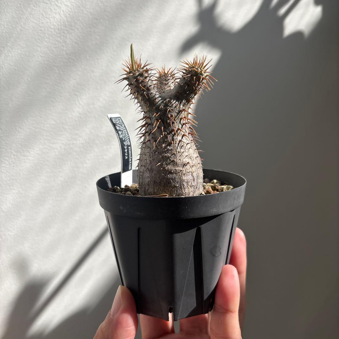 パキポディウム グラキリス　実生7年