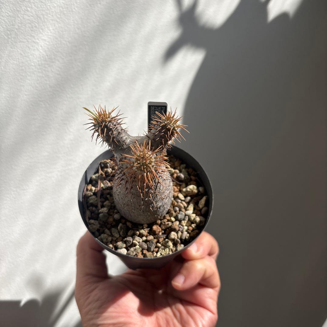 パキポディウム グラキリス　実生7年