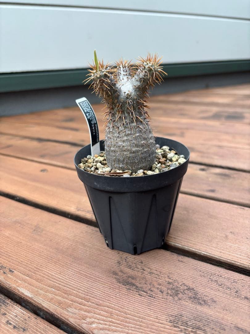 パキポディウム グラキリス　実生7年