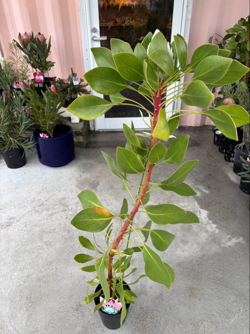 プロテア　アークティックアイス　希少　1