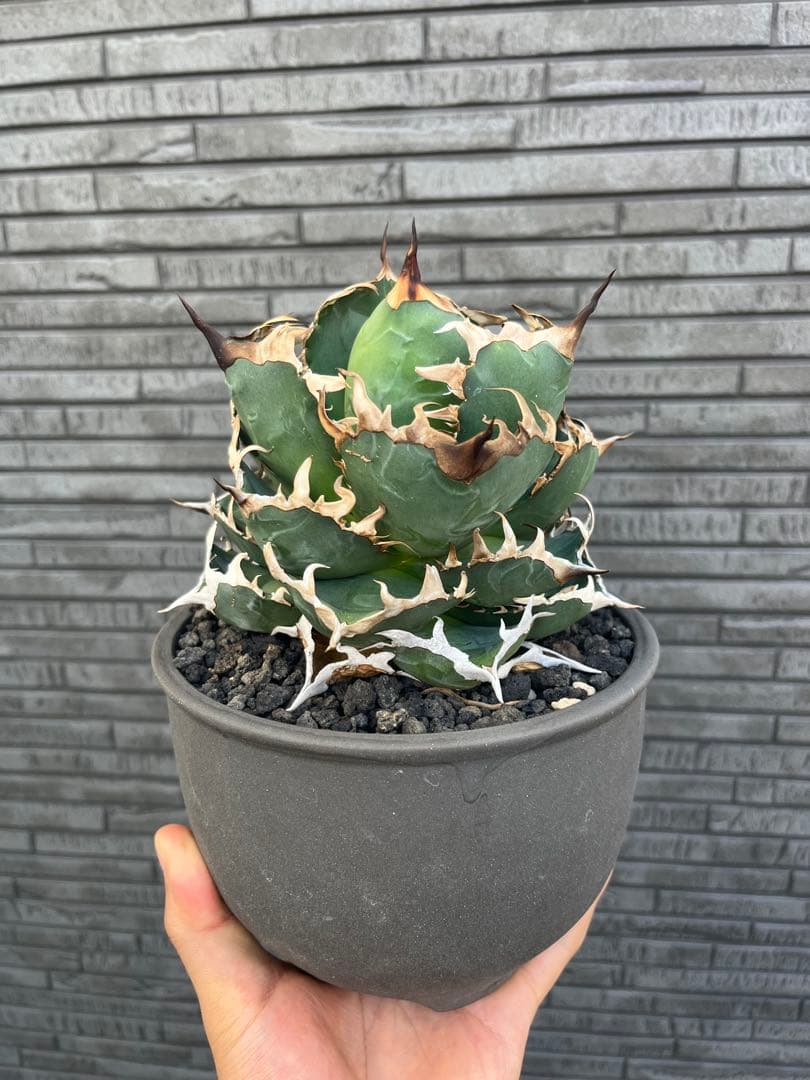 アガベ オアハカ実生 伝市鉢