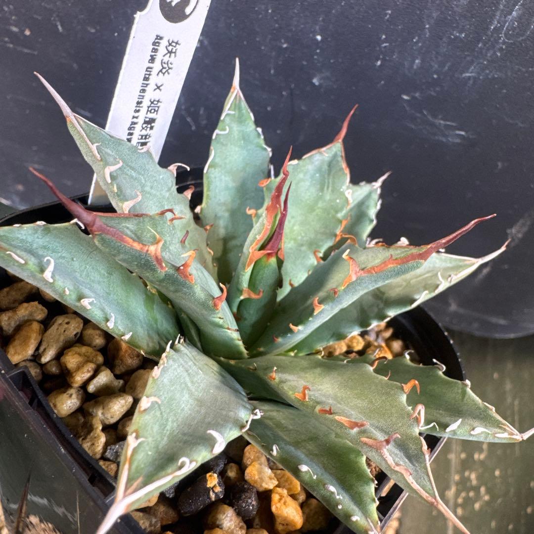 アガベ妖炎×姫嚴龍　ハイブリッド土田制所産typeB ②